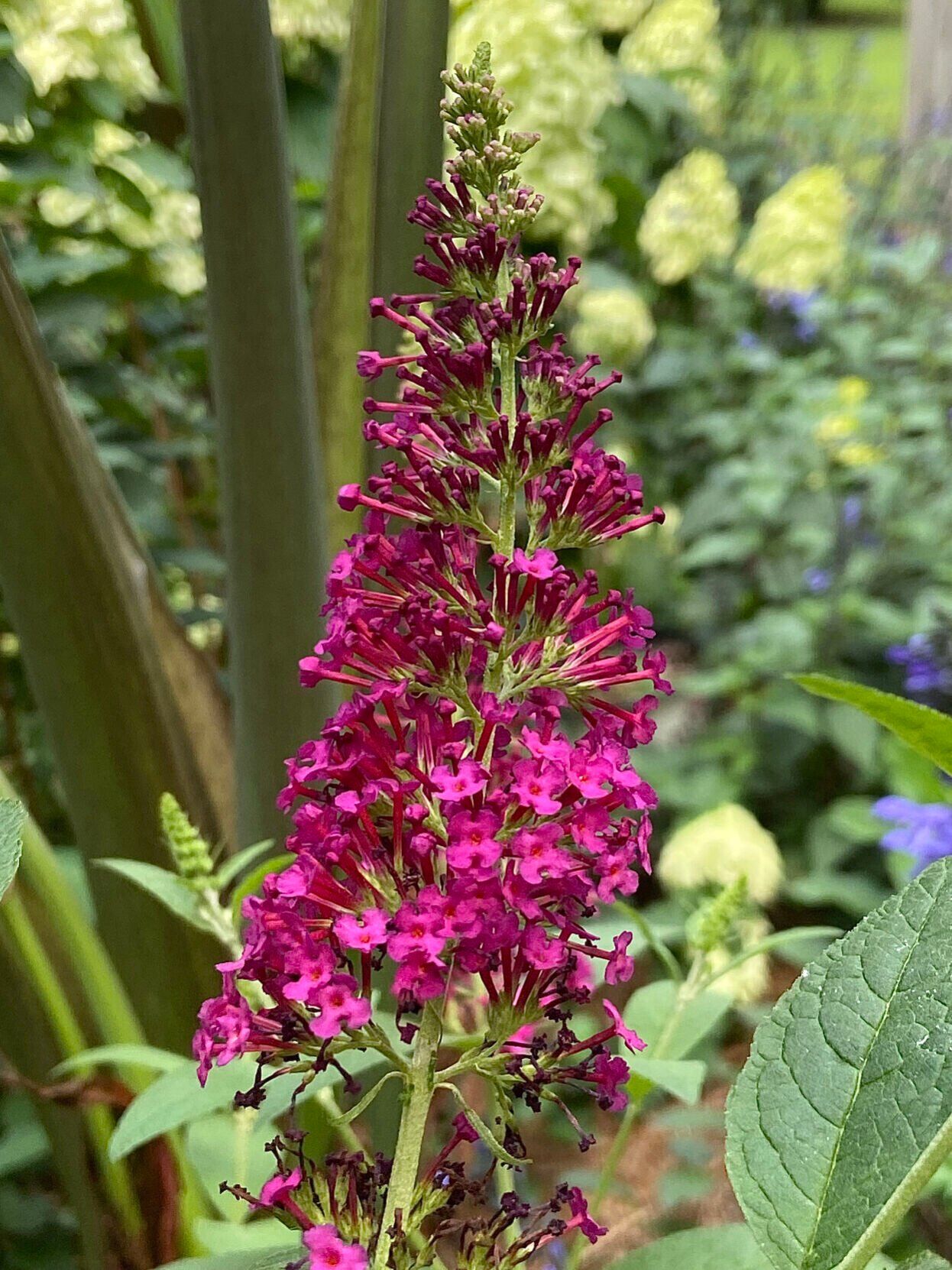 Plants